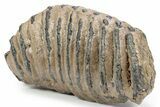 Southern Mammoth Upper M Molar - Hungary #357046-1